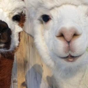 Gussy and Will are among the Bodmer family’s alpacas on Westport Island. Courtesy of Lee Bodmer