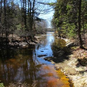 Looking southward toward Spirit Pond from the footbridge at McDonald Sanctuary in Phippsburg. PHIL DI VECE/Wiscasset Newspaper