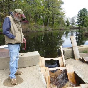 Join in the fun and volunteer to count fish at the Nequasset fish ladder. Courtesy of Ruth Indrick