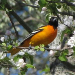 Baltimore oriole. Courtesy of Callie Wronker