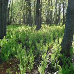 Ostrich ferns in the Maine woods. (Photo courtesy UMaine Cooperative Extension)