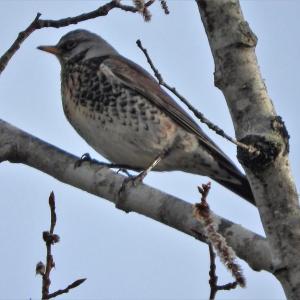 fieldfare, Jeff Cherry, Boothbay Register