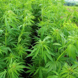 Photo of marijuana. Courtesy of www.autospost.com