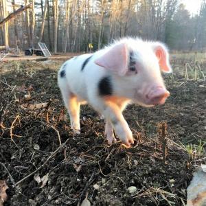 Rosie was a spoiled little piglet. Courtesy of Crystal Lewis