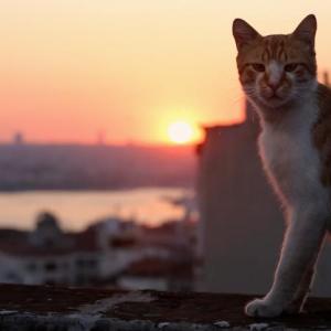 “Kedi” opens at The Harbor Theatre May 12. Courtesy photo