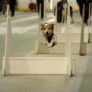 Eleven rescue groups from across Maine are planning to bring adoptable dogs and puppies to the Boothbay Railway Village for Family Free FUR All! on Sunday, June 4. The highlight of the day will surely be the two demonstrations by the Flyball MAINEiacs at 11 a.m. and 2 p.m. Flyball races (pictured here) match two teams of four dogs each, racing side-by-side over a 51-foot-long course.