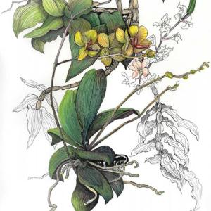 Maine artist Barbara Bean