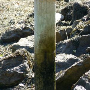 High tide mark on a piling at low tide. JOSEPH CHARPENTIER/Boothbay Register