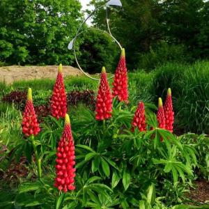 Russell red lupines on display at Coastal Maine Botanical Gardens, Boothbay. MIKE MARR/Boothbay Register