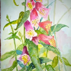 Virginia Forrest, Wiscasset ME artist