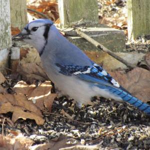 Blue Jay, Jeff Wells, Boothbay Register, maine