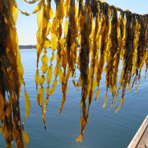 Juvenile sugar kelp hangs near the water on an Ocean Approved farm along the Maine coast. Sugar kelp and other Maine sea vegetables will be the focus of an event series hosted by Bigelow Laboratory for Ocean Sciences and Coastal Maine Botanical Gardens on Oct. 13 and 14. Courtesy of Brittney Honisch, Bigelow Laboratory for Ocean Sciences