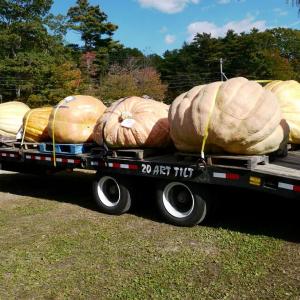 Some of the Pumpkinfest pumpkins on a flat bed. Courtesy of Mal Gormley