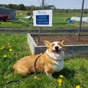 Rory, the Morris Farm corgi. Courtesy photo