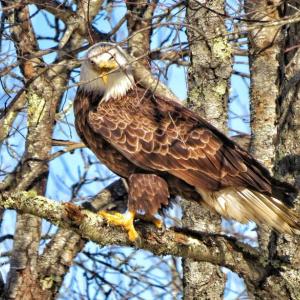 “Eagel” by kdb Dominguez. Courtesy of the venue kdb Dominguez