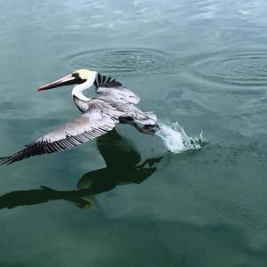 “Up, up and away” by Cally Peaco. Courtesy photo