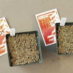 Growing native plants from seed is a great way to produce a lot of plants inexpensively and to protect the genetic diversity of Maine native plants. Courtesy of Wild Seed Project