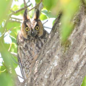 long-eared owls, Maine, Boothbay Register
