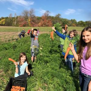 Student volunteers at Twin Villages Foodbank Farm harvest carrots that will be donated to Lincoln County food pantries. Courtesy of Hannah McGhee