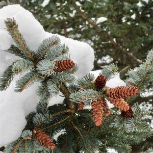 It looks like winter’s here but officially it doesn’t arrive until next Thursday, Dec. 21, the day marking the winter solstice, with the shortest day and longest night of the year. This spruce tree was taken in a Wiscasset front yard following last weekend’s snowstorm. PHIL DI VECE/Wiscasset Newspaper