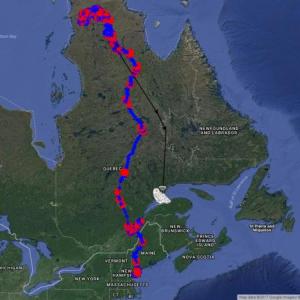 Project SNOWstorm, Snowy owls, “Wells”