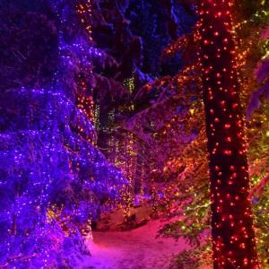 One of the many colorful vistas at Gardens Aglow. Courtesy of Kris Folsom/CMBG