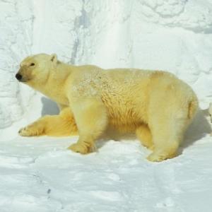 A scene from the BBC hit series, “Planet Earth,” See free episodes at the Lincoln Theater during Christmas week, Courtesy of the venue