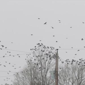 Some researchers suggest that communal bird roosts, such as what these American crows of heading off to in central Maine, serve as places where individual birds can learn about the location of food sources. (Photo courtesy of Jeff Wells) American crows, birds, Maine, Boothbay Register, Jeff Wells