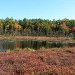 A bog at Hidden Valley Nature Center in Jefferson. Courtesy photo