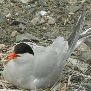 Common Tern, Maine, Boothbay Register, Jeff Wells