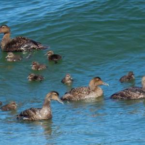 Common eider, Jeff and Allison Wells, Boothbay Register