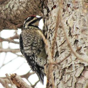 At least 10 yellow-bellied sapsuckers, like this one photographed in Biddeford a few winters ago, have been sighted so far in Maine in December and January. Will this species become a “Maine winter bird”? Courtesy of Jeff Wells Yellow-bellied Sapsucker, Maine, Boothbay Register, Jeff Wells