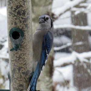 Mid-Coast Audubon is now taking orders (due Nov 8) for their annual birdseed sale fundraiser. Feed the birds and support your local Audubon chapter at the same time! Courtesy of Susan Schubel