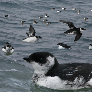 Dovekies are unusual visitors to the Maine coast. Look for them off Ocean Point and other places that offer good views of the ocean. (Dovekie from the Crossley ID guide “Eastern Birds” by Richard Crossley) dovekies