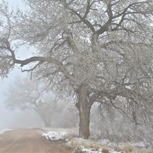 Dorothy Magadieu’s “Morning Fog.” Courtesy photo
Dorothy Magadieu