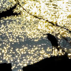 “Van Gogh Heron.” Alexander Newman, Jefferson Alexander Newman
