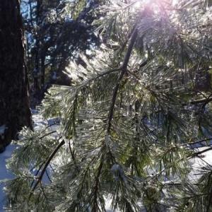 Learn to ID trees in winter with KELT during the first Spring Stewardship Series event on March 24 at Morse Pond Preserve in Georgetown. Courtesy of Cheri Brunault