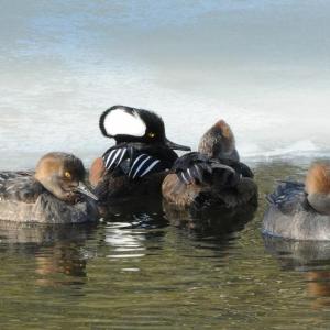DRA and Midcoast Audubon will be leading a bird walk at DRA’s Great Salt Bay Farm on April 14 to look for migratory birds like these hooded mergansers. Courtesy of Tom Arter