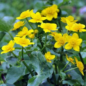 Marsh marigold (Caltha palustris) likes “wet feet.” Cheery yellow blossoms in spring and glossy green leaves are a knockout on the edge of a pond. Courtesy of Knox-Lincoln Soil & Water Conservation District