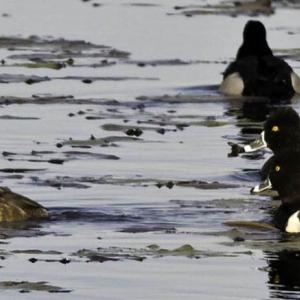 Female (left) and male ring-necked ducks: misnamed and mysterious. Courtesy of Kirk Rogers ring-necked duck, Boothbay Register, Maine