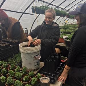 Brady Hatch and her cousin Abbie Hatch pot seedlings in one of Morning Dew Farm’s greenhouses in Damariscotta. SUZI THAYER/Boothbay Register