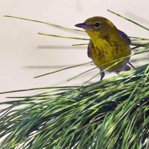 Pine Warbler Kirk Rogers Boothbay Register