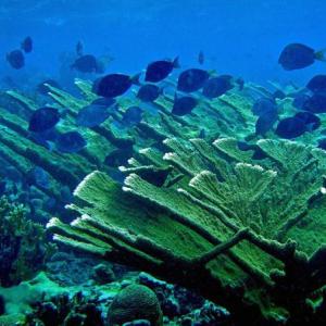 UMaine professor Bob Steneck and colleagues study the resiliency of coral reef ecosystems. Buck Island National Monument, a marine protected area in the Caribbean, shows excellent recovery of corals and fishes resulting from their local management practices. Pictured here is an elkhorn coral (Acropora palmata), the dominant reef building coral in the Caribbean. Courtesy of UMaine