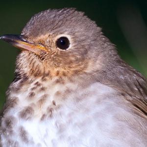 Swainson’s thrush, thrushes