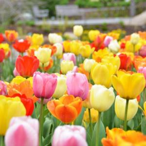 Tulips abound at CMBG, just in time for Mother’s Day. Courtesy of Kris Folsom