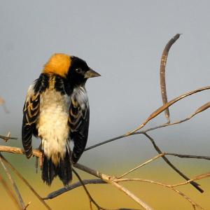 Learn how to manage habitat for grassland birds such as this male bobolink at DRA Round Top Farm on July 6. Courtesy of Andrea Westmoreland