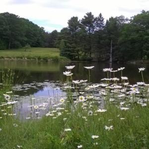 Pond flowers. Courtesy of Coastal Maine Botanical Gardens