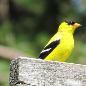 American Goldfinch, Jeff Wells, Boothbay Register