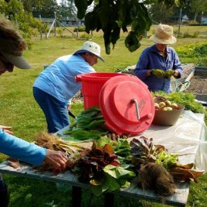 Master Gardener and community volunteers wash their harvest at Blueberry Cove Camp.