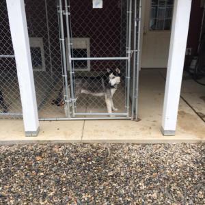 Boothbay Canine, Carole Jordan, dogs, kennel, business